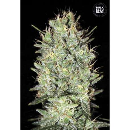 100 UND FEM - AMNESIA HAZE * BULK SEED 100 UND FEM