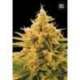 100 UND FEM - ANANAS FUNK * BULK SEED 100 UND FEM