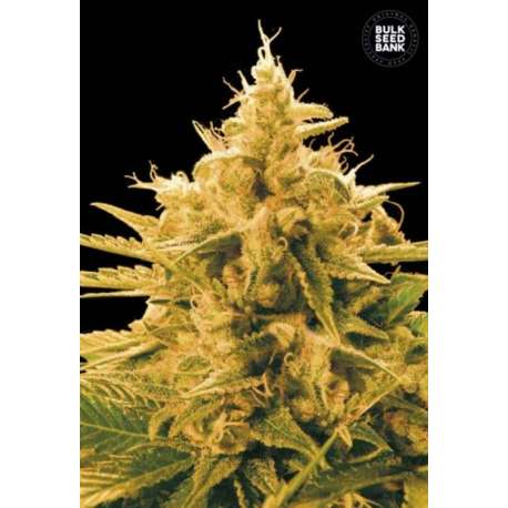 100 UND FEM - ANANAS FUNK * BULK SEED 100 UND FEM