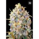 100 UND FEM - BIGGER BUD * BULK SEED 100 UND FEM