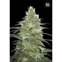 100 UND FEM - BLUEBERRY BERRY * BULK SEED 100 UND FEM