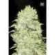 100 UND FEM - BUBBLEGUM EXTRA * BULK SEED 100 UND FEM