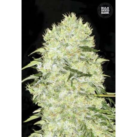 100 UND FEM - BUBBLEGUM EXTRA * BULK SEED 100 UND FEM