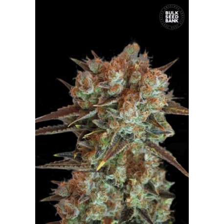 100 UND FEM - CARAMEL KING * BULK SEED 100 UND FEM