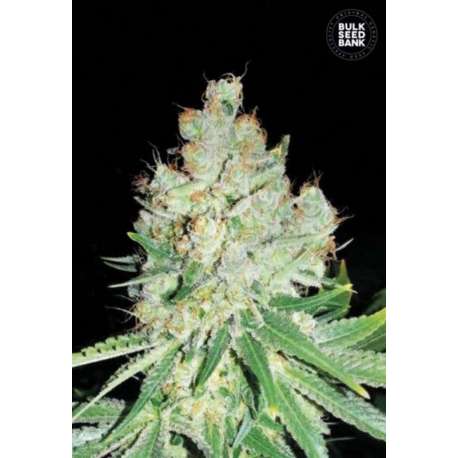 100 UND FEM - CHEESE * BULK SEED 100 UND FEM