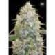 100 UND FEM - COCOPOPO * BULK SEED 100 UND FEM