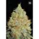 100 UND FEM - CRITICAL MASS * BULK SEED 100 UND FEM