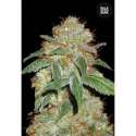 100 UND FEM - DARK DOMINA * BULK SEED 100 UND FEM