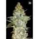 100 UND FEM - EUFORIA SPECIAL * BULK SEED 100 UND FEM