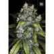 100 UND FEM - GOOD WILD SHARK * BULK SEED 100 UND FEM