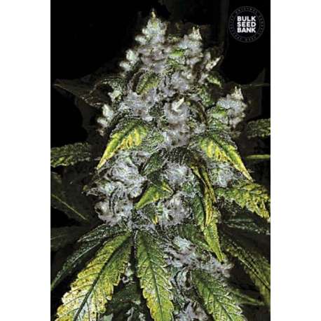 100 UND FEM - GOOD WILD SHARK * BULK SEED 100 UND FEM