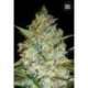 100 UND FEM - KALI'S MISTERY * BULK SEED 100 UND FEM