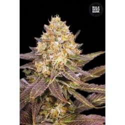 100 UND FEM - LAVENDER BEST * BULK SEED 100 UND FEM