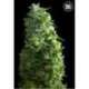 100 UND FEM - LIME SKUNK * BULK SEED 100 UND FEM