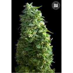 100 UND FEM - LIME SKUNK * BULK SEED 100 UND FEM