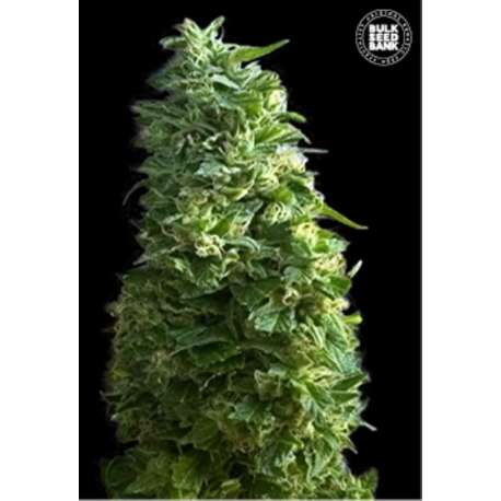 100 UND FEM - LIME SKUNK * BULK SEED 100 UND FEM