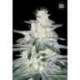 100 UND FEM - LOCOMOTIV * BULK SEED 100 UND FEM