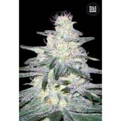 100 UND FEM - LOCOMOTIV * BULK SEED 100 UND FEM