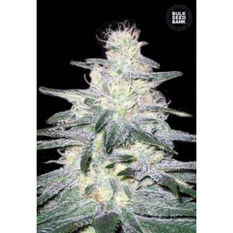 100 UND FEM - LOCOMOTIV * BULK SEED 100 UND FEM