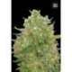 100 UND FEM - MASTER KUSH GRAND * BULK SEED 100 UND FEM