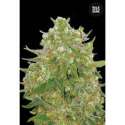 100 UND FEM - MASTER KUSH GRAND * BULK SEED 100 UND FEM