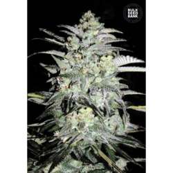 100 UND FEM - MAZAR EXTRA * BULK SEED 100 UND FEM