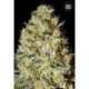 100 UND FEM - NEPAL GOLD * BULK SEED 100 UND FEM