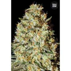 100 UND FEM - NEPAL GOLD * BULK SEED 100 UND FEM