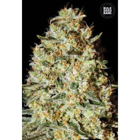 100 UND FEM - NEPAL GOLD * BULK SEED 100 UND FEM