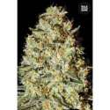 100 UND FEM - NEPAL GOLD * BULK SEED 100 UND FEM