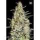 100 UND FEM - NEW'S HAZE * BULK SEED 100 UND FEM