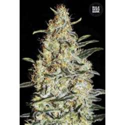 100 UND FEM - NEW'S HAZE * BULK SEED 100 UND FEM