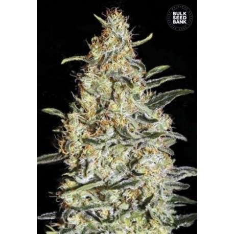 100 UND FEM - NEW'S HAZE * BULK SEED 100 UND FEM