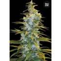 100 UND FEM - NORTHERN LIGHT * BULK SEED 100 UND FEM