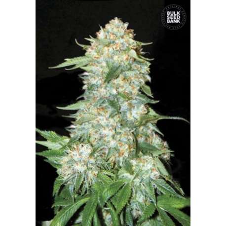 100 UND FEM - OG KUSH * BULK SEED 100 UND FEM