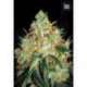 100 UND FEM - ORIGINAL ORANGE BUD * BULK SEED 100 UND FEM