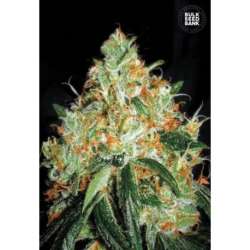 100 UND FEM - ORIGINAL ORANGE BUD * BULK SEED 100 UND FEM