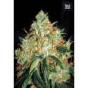 100 UND FEM - ORIGINAL ORANGE BUD * BULK SEED 100 UND FEM