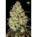 100 UND FEM - PSYCHEDELIC * BULK SEED 100 UND FEM