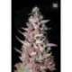 100 UND FEM - PURPLE GLAM KUSH * BULK SEED 100 UND FEM