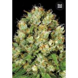 100 UND FEM - SOUR DIESEL * BULK SEED 100 UND FEM