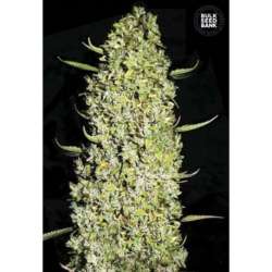 100 UND FEM - THE UNLIMITED * BULK SEED 100 UND FEM