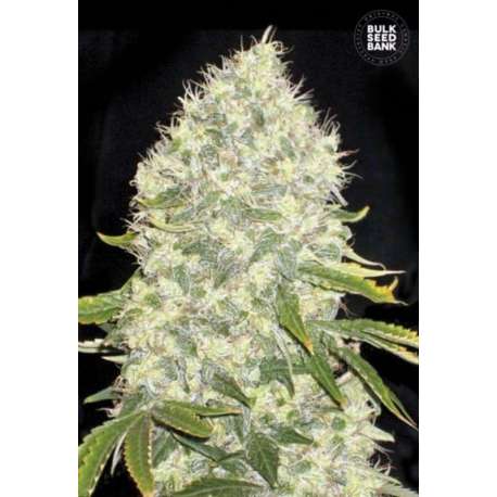 100 UND FEM - WHITE WIDOW * BULK SEED 100 UND FEM