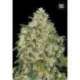 10 UND FEM - AMNESIA PLATINUM * BULK SEED 10 UND FEM