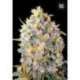 10 UND FEM - BIGGER BUD * BULK SEED 10 UND FEM