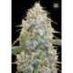 10 UND FEM - COCOPOPO * BULK SEED 10 UND FEM
