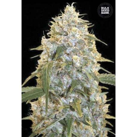 10 UND FEM - COCOPOPO * BULK SEED 10 UND FEM