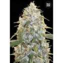 10 UND FEM - COCOPOPO * BULK SEED 10 UND FEM
