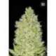 10 UND FEM - CHRONICAL * BULK SEED 10 UND FEM
