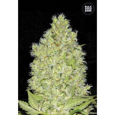 10 UND FEM - CHRONICAL * BULK SEED 10 UND FEM